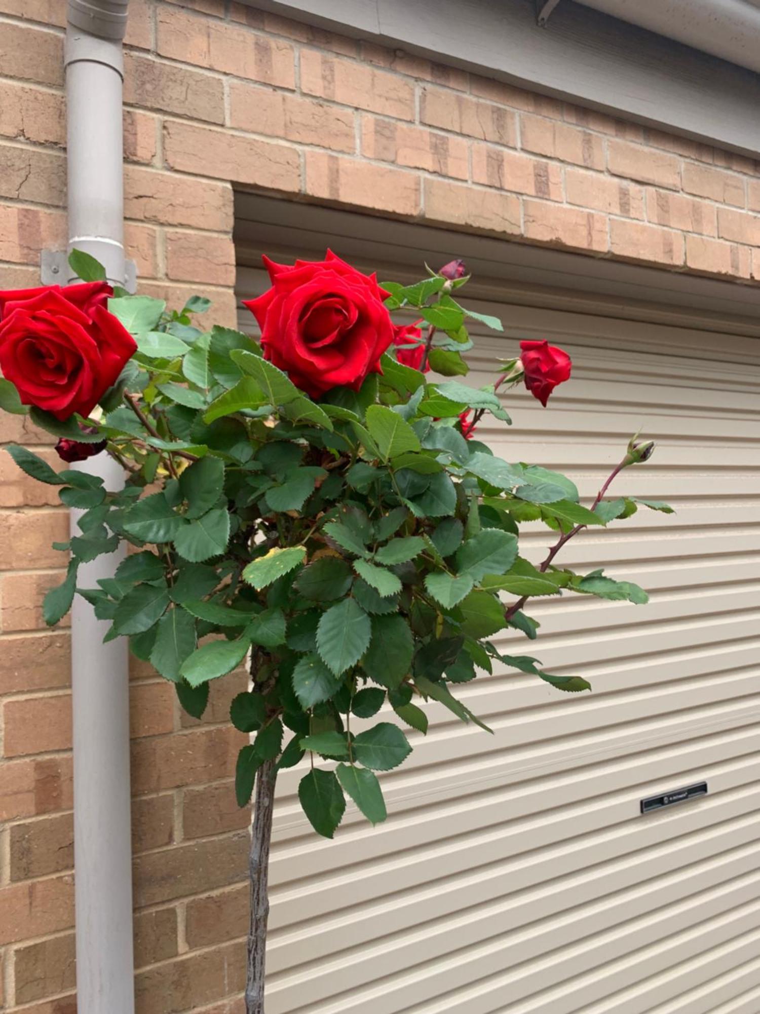 Adelaide Style Accommodation-Close To City-North Adelaide-3 Bdrm- Free Parking Екстериор снимка