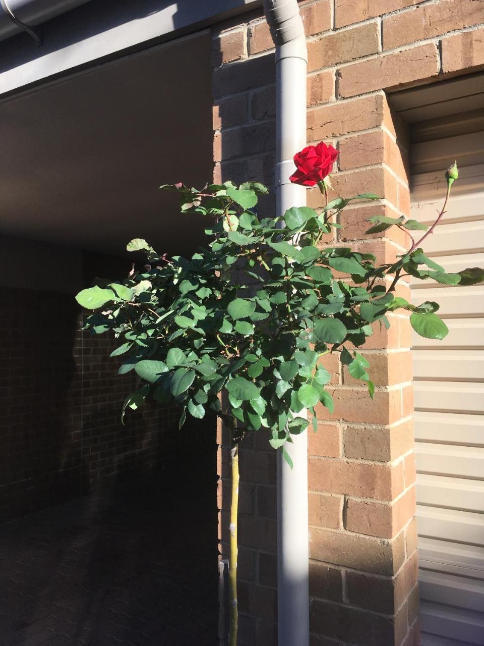 Adelaide Style Accommodation-Close To City-North Adelaide-3 Bdrm- Free Parking Екстериор снимка